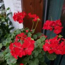 팝아트 인물화 이미지