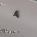 벌떼 이미지