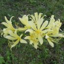 팔공산 둘레길 1구간 이미지