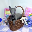 오독안심분양센터 강아지분양 고양이분양 대구점 이미지