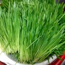 새싹농장 이미지