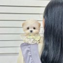 오독안심분양센터 강아지분양 고양이분양 광주점 이미지