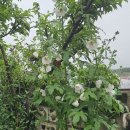 꽃냥이네 촌집 이미지