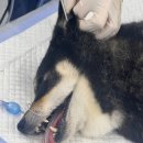 이도메디컬 이미지