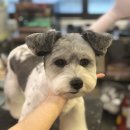 Groomer Ameri 이미지