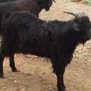 종부농장 이미지