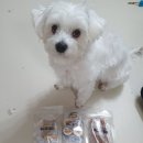 푸드포퍼피 이미지