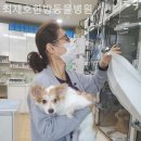 최재호 한방동물병원 | 경기광주 근처동물병원 최재호한방동물병원 스케일링비용