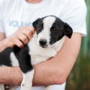 도그앤캣 이미지