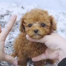 댕댕이# 이미지