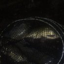 장자골낚시터 이미지