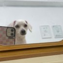 벨몽드펫 이미지