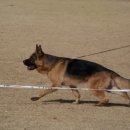 애견매니아 이미지