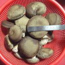 집에서 재배한 표고버섯 입니다. (평가좀 해주세요..!!)| 이미지