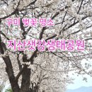 뒷구미 어린이공원 | 구미 벚꽃 이번 주 절정｜지산샛강생태공원 개화 현황과 산책 후기