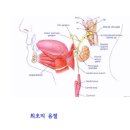 최초의 음절 이미지