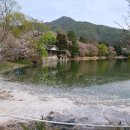 수산자원연구소 휴게동 | 지금 가기 딱 좋은 청평 내수면연구소 벚꽃길, 아직 늦지 않았어요