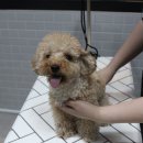 펫살롱케이 이미지