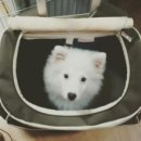 퍼피아울렛코리아 이미지