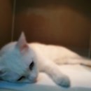 포포동물병원 이미지