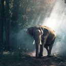 내가 나무아미타불 이라고 하지 않는 이유 - 불교명상에 관심이 있다면 한번쯤 읽어볼만한... 이미지