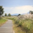 영산강서창들녘억새길 이미지