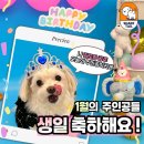 쉐이크테일 강아지 애견 유치원 호텔 미용 | [ 평택 애견유치원/ 평택애견호텔 ] 쉐이크테일 1월 댕댕 생일파티 &amp; 수제간식 데이 ❄️🎉