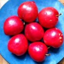 조향농원 이미지