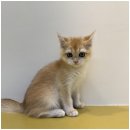 행복한강아지 이미지