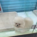 리얼독스 강아지분양 일산본점 이미지