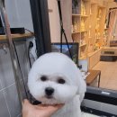 honapet(호나펫) 네이버블로그