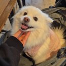 황 | 내돈내산 강아지 눈물자국 영양제 페런츠 황테인 후기