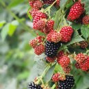 향남농장 이미지