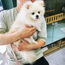 고인걸애견미용전문샵 | 파주 애견미용[누구보다 소중하개]방문 우리 강아지 물개컷미용 하고 온 후기