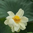 두물머리공원 이미지