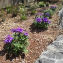 교동 연꽃마을 펜션 이미지