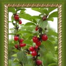 심스캐빈 이미지