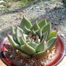 부라운