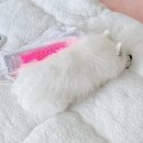 선광테크 | 아픈 강아지 디스크 관리, 펫스니즈 닥터펫 펫큐어레이 커버-Q 써보니
