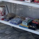 다인민박 | 삼척여행 / 장호항 스노쿨링, 오션뷰펜션 다인펜션