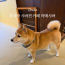 견*수 | 오사카 도톤보리 시바견 카페 마메시바 후기 (예약, 가격)