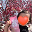 매화길 | 14개월 아기랑 광양 매화축제 다녀온 솔직 후기 (유모차 현실주의)