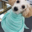 호텔펫코리아 이미지