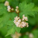 꽃마을로 이미지