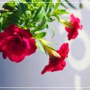 햇살다육꽃사랑 이미지