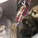 내품에 강아지 이미지