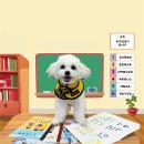 옐레드 애견유치원 애견호텔 하남미사점 이미지