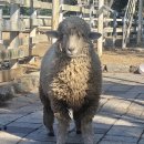 행운목장 | 남해여행 필수코스｜남해아이랑가볼만한곳 남해상상양떼목장편백숲