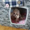 엔스텝