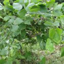 돌배농원 이미지